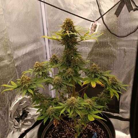 Caramelo F1 Early Version growlog timeline photo