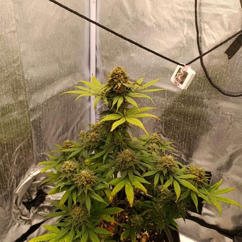 Caramelo F1 Early Version growlog timeline photo