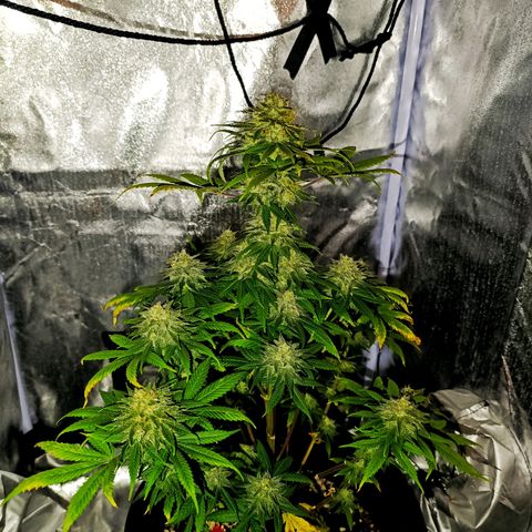 Caramelo F1 Early Version growlog timeline photo