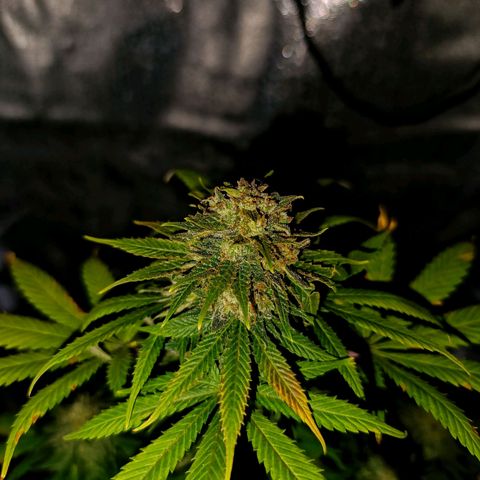 Caramelo F1 Early Version growlog timeline photo
