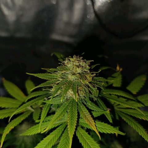 Caramelo F1 Early Version growlog timeline photo