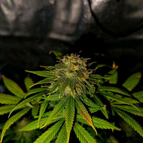 Caramelo F1 Early Version growlog timeline photo