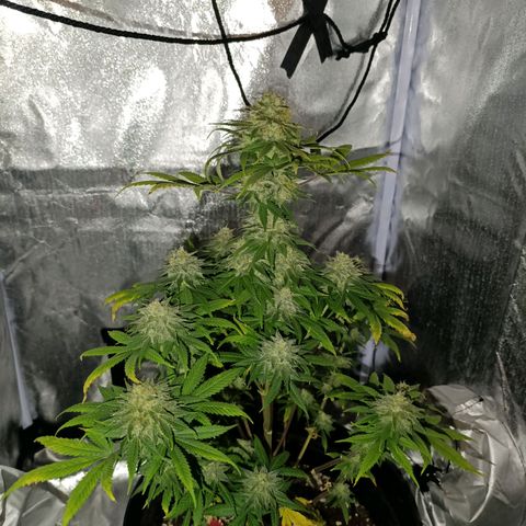 Caramelo F1 Early Version growlog timeline photo