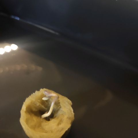 Unknown strain growlog timeline photo