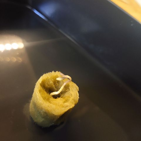 Unknown strain growlog timeline photo