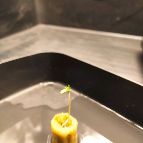 Unknown strain growlog photo: Lindinha