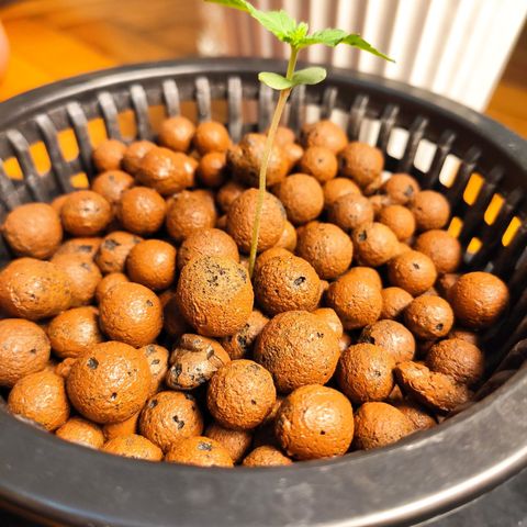 Unknown strain growlog photo: Start