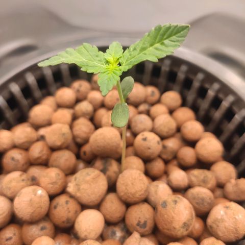 Unknown strain growlog timeline photo