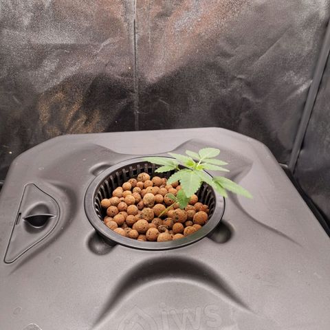 Unknown strain growlog photo: The fan might be too strong. 