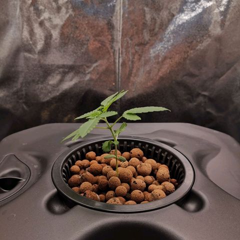 Unknown strain growlog photo: The fan might be too strong. 