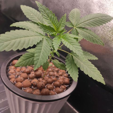 Unknown strain growlog timeline photo