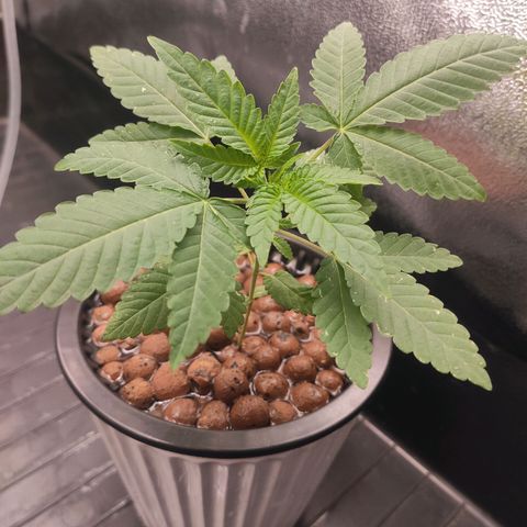 Unknown strain growlog timeline photo