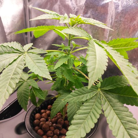 Unknown strain growlog timeline photo