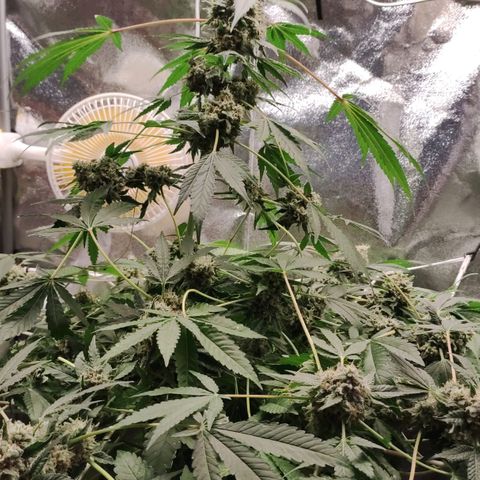 Unknown strain growlog timeline photo