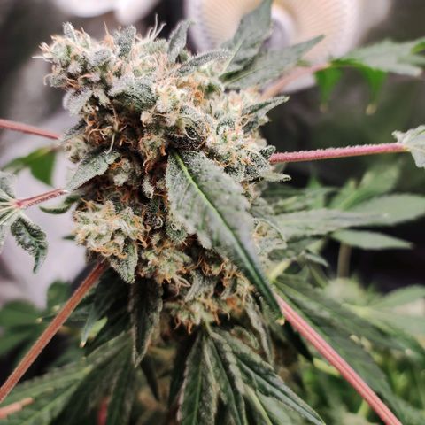 Unknown strain growlog timeline photo