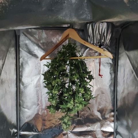 Unknown strain growlog timeline photo