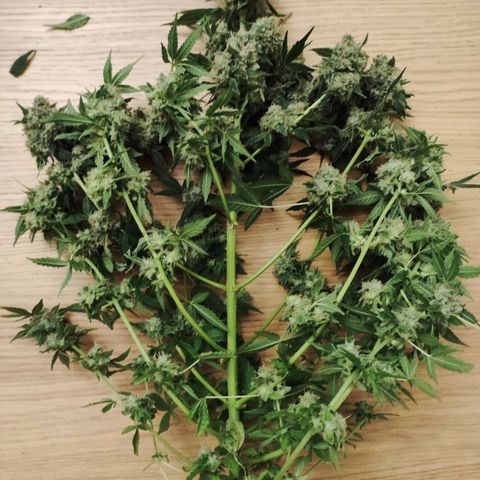 Unknown strain growlog timeline photo