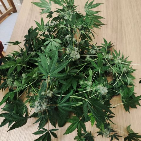 Unknown strain growlog timeline photo