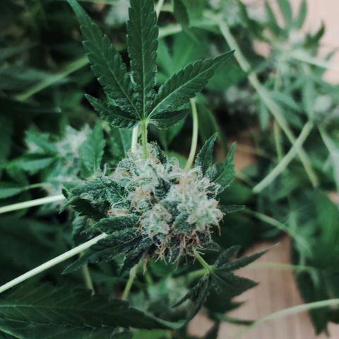 Unknown strain growlog timeline photo