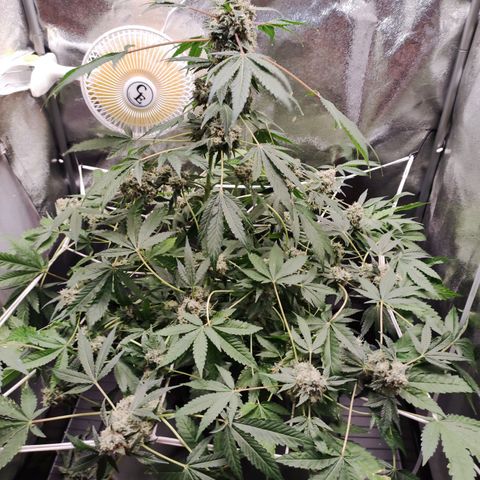 Unknown strain growlog timeline photo