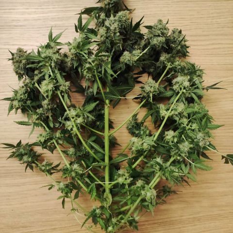 Unknown strain growlog timeline photo