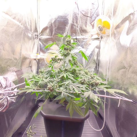 Unknown strain growlog timeline photo
