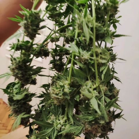 Unknown strain growlog timeline photo