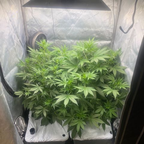 North Thunderfuck growlog timeline photo