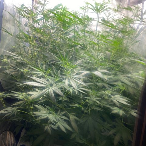 North Thunderfuck growlog timeline photo