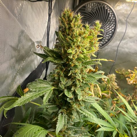 North Thunderfuck growlog timeline photo