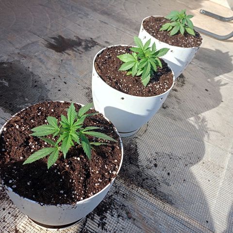 OG kush  growlog timeline photo