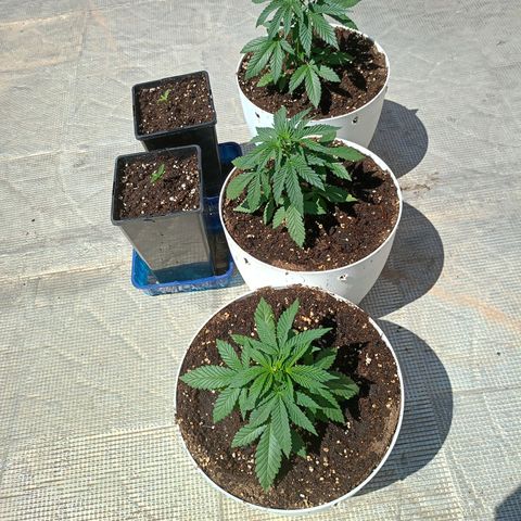 OG kush  growlog timeline photo