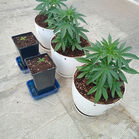 OG kush  growlog photo: Las otras dos pequeñas son skunk #1 q no se porque van tan lentas 