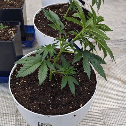 OG kush  growlog photo: LST