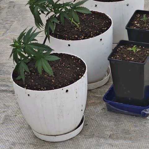 OG kush  growlog photo: Poda + LST