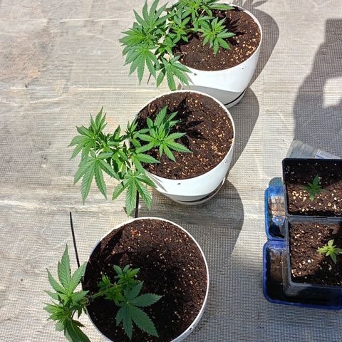 OG kush  growlog timeline photo