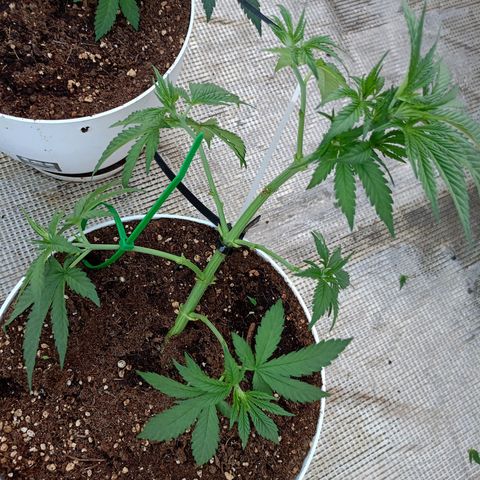 OG kush  growlog photo: LST con podas 