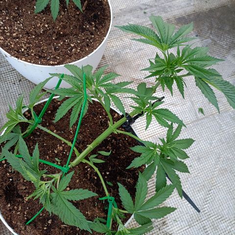 OG kush  growlog photo: LST con podas 