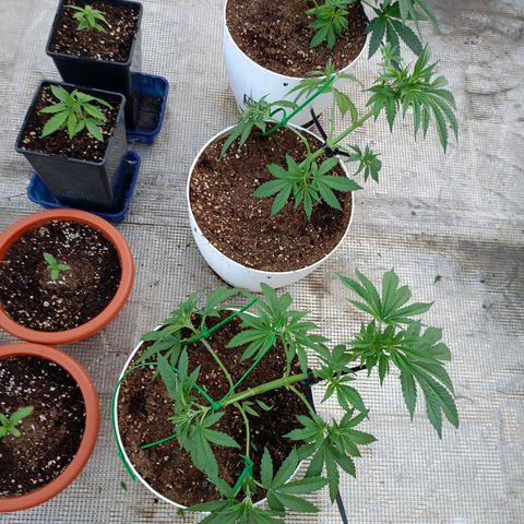 OG kush  growlog photo: LST con podas 