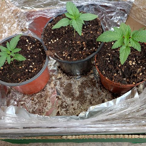 OG kush  growlog timeline photo