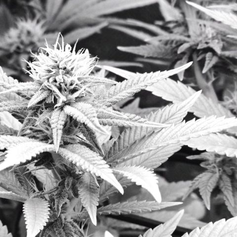 Pineapple Express  growlog timeline photo