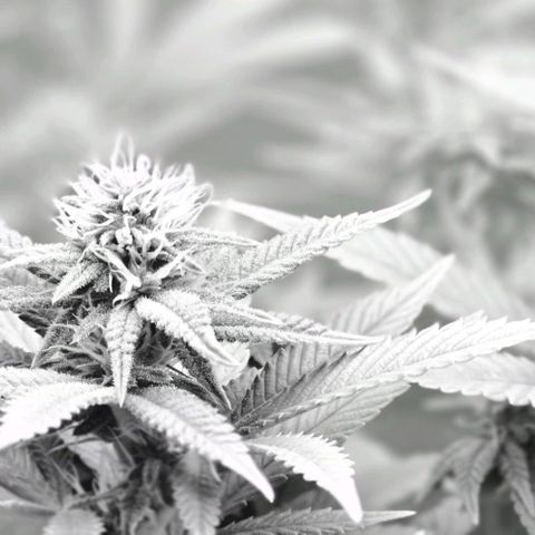 Pineapple Express  growlog timeline photo