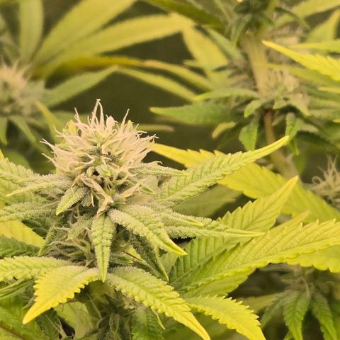 Pineapple Express  growlog timeline photo