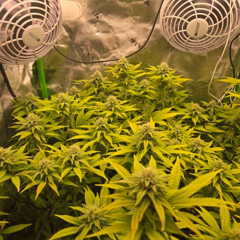 Pineapple Express  growlog photo: White Pistil showing 