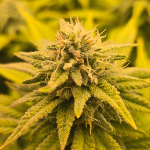 Pineapple Express  growlog photo: White Pistil showing 