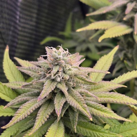 Pineapple Express  growlog timeline photo