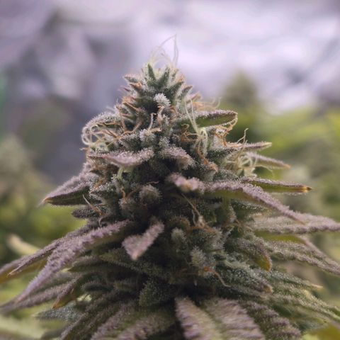Pineapple Express  growlog photo: Frosty Buds 