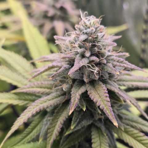 Pineapple Express  growlog photo: Frosty Buds 