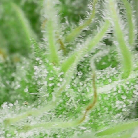 Pineapple Express  growlog photo: Trichomes looking good 