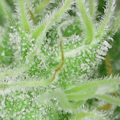 Pineapple Express  growlog photo: Trichomes looking good 
